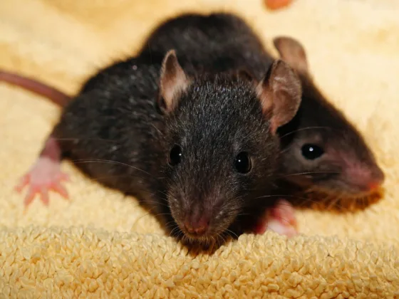 featured image - Heard Scurrying Little Feet in Your House Call Pest Control Houston to Exterminate Bugs and Get Rid of Small Animals!