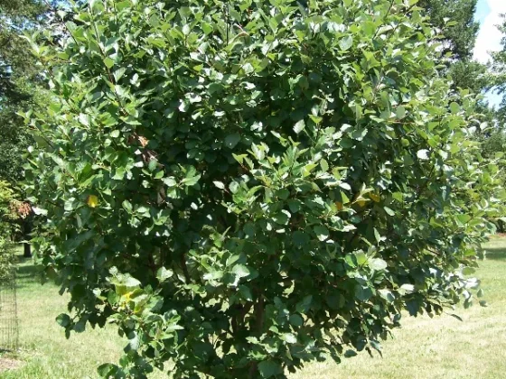 featured image - How Much Does It Cost to Service a Tree