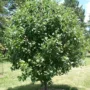 featured image - How Much Does It Cost to Service a Tree