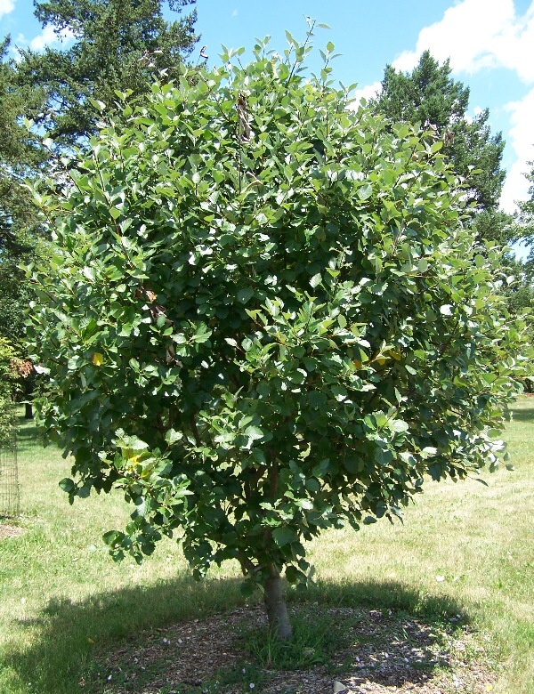 How Much Does It Cost to Service a Tree image - How Much Does It Cost to Service a Tree