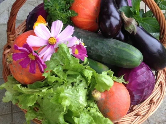 featured image - How to Take Care of Your Vegetable Garden