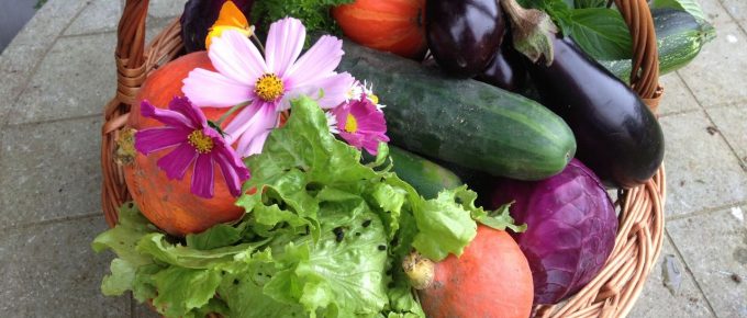 How to Take Care of Your Vegetable Garden?