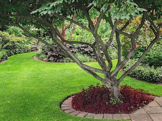 featured image - Increase the Aesthetic Appeal and Value of Your Garden with Trees