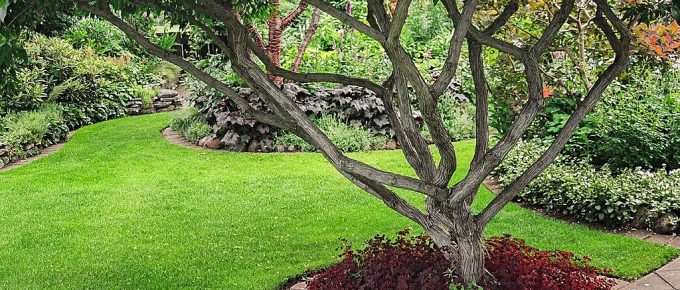 Increase the Aesthetic Appeal and Value of Your Garden with Trees