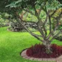 featured image - Increase the Aesthetic Appeal and Value of Your Garden with Trees