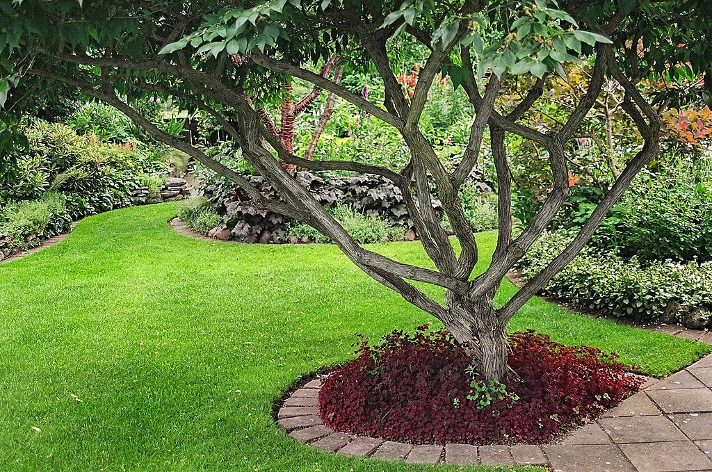 featured image - Increase the Aesthetic Appeal and Value of Your Garden with Trees