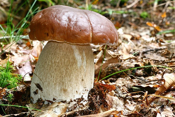 image - Porcini Mushroom (July to November)