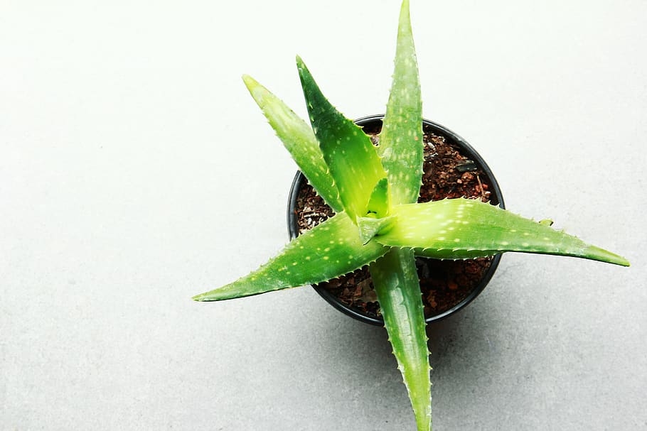 Best Plants to Grow at Home image - Best Plants to Grow at Home