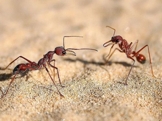 featured image - Fighting Ants: Natural Home Remedies for the Garden and Apartment