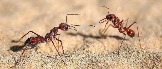 Fighting Ants: Natural Home Remedies for the Garden and Apartment