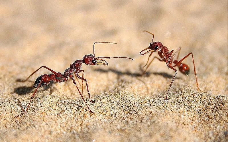 featured image - Fighting Ants: Natural Home Remedies for the Garden and Apartment