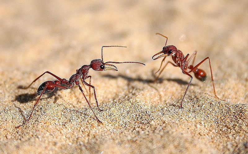 image - Fighting Ants: Natural Home Remedies for the Garden and Apartment