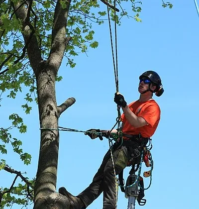 featured image - Why Do Reputable Tree Surgeons Charge a Small Fortune?