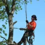 featured image - Why Do Reputable Tree Surgeons Charge a Small Fortune?
