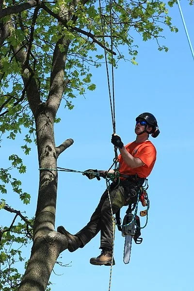featured image - Why Do Reputable Tree Surgeons Charge a Small Fortune?