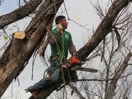 featured image - 9 Questions to Ask Before Hiring a Tree Removal Company