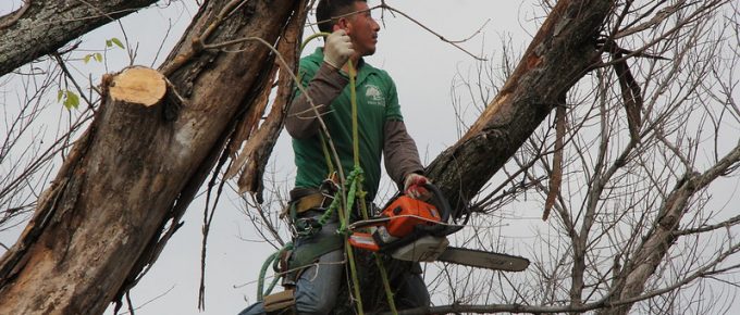 9 Questions to Ask Before Hiring a Tree Removal Company