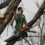 featured image - 9 Questions to Ask Before Hiring a Tree Removal Company