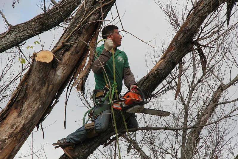 featured image - 9 Questions to Ask Before Hiring a Tree Removal Company