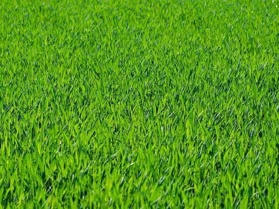 featured image - Choosing Grass Types What's the Best Seed for Your Ohio Lawn