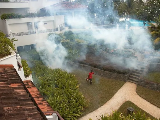 featured image - Effective Ways to Control Pest at Home