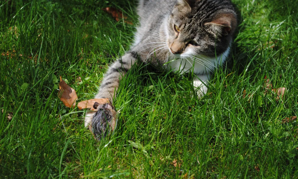 featured image - 4 Ways to Finally Get Rid of Mice from Your Home