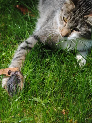 featured image - 4 Ways to Finally Get Rid of Mice from Your Home
