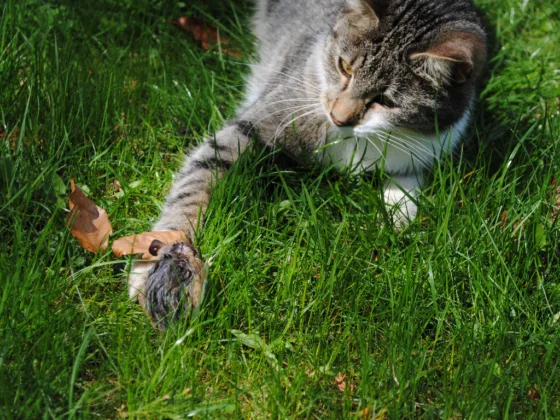 featured image - 4 Ways to Finally Get Rid of Mice from Your Home