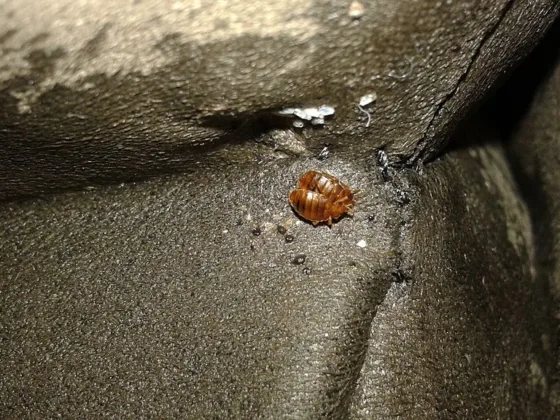 featured image - Bed Bug Symptoms - 8 Signs of Bed Bugs You Need to Know