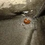 featured image - Bed Bug Symptoms - 8 Signs of Bed Bugs You Need to Know
