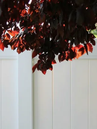 featured image - How to Go About Buying and Building a Vinyl Fence