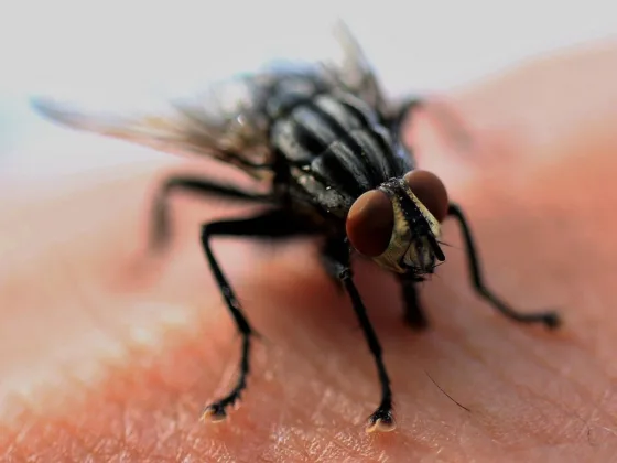 featured image - Pest Control Tips for a Holiday-Ready Home