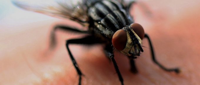 Pest Control Tips for a Holiday-Ready Home