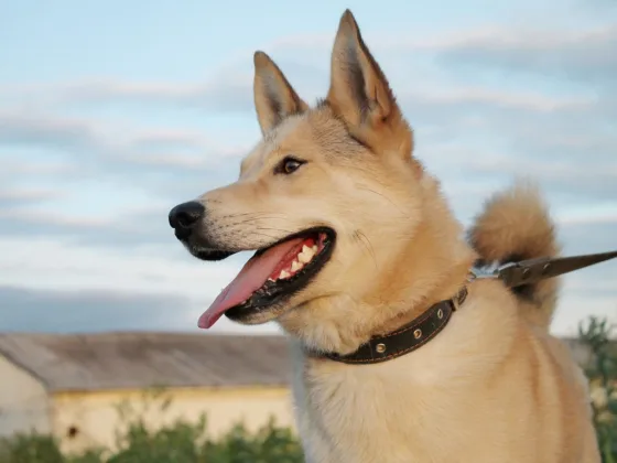 featured image - 3 Questions you Should Ask Yourself Before Getting a Dog