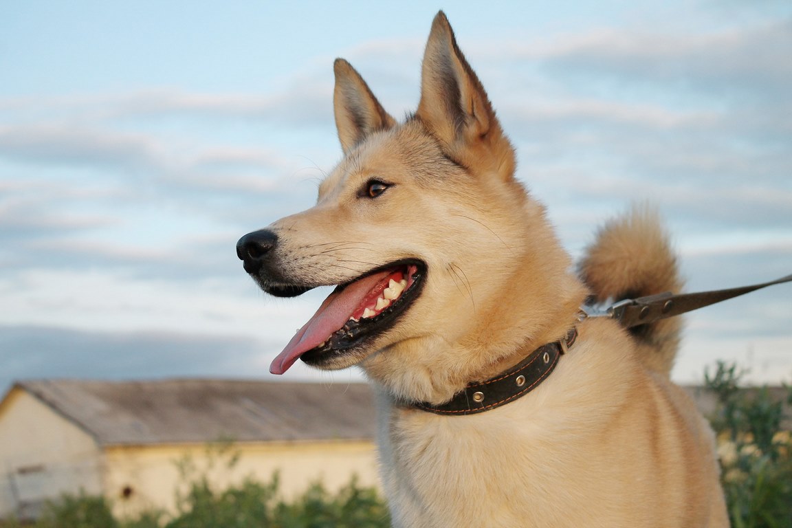 3 Questions you Should Ask Yourself Before Getting a Dog image - 3 Questions you Should Ask Yourself Before Getting a Dog