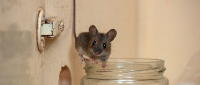 7 Tips to Get Rid of Mice Fast