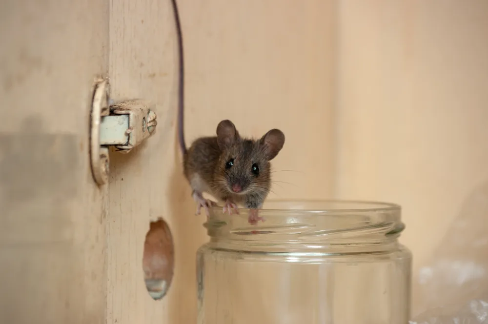 featured image - 7 Tips to Get Rid of Mice Fast