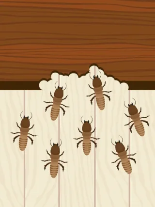 featured image - Are Brick Homes at Risk for Developing a Termite Infestation?