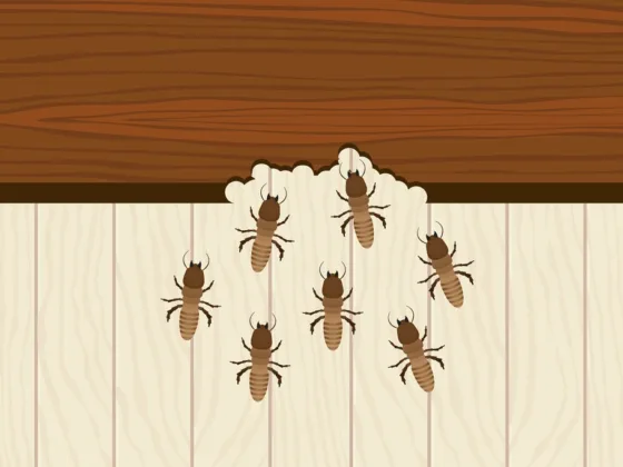 featured image - Are Brick Homes at Risk for Developing a Termite Infestation?