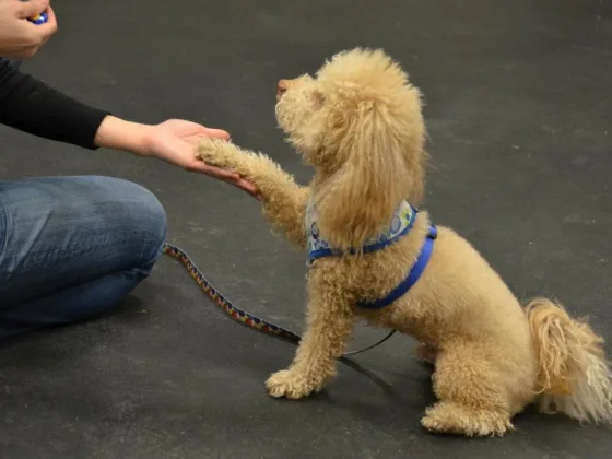 featured image - Busy Life? Easy Ways to Train Your Dog!