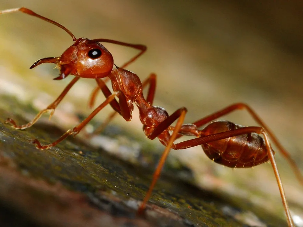 featured image - How Long Does it Take for an Exterminator to Get Rid of Ants?