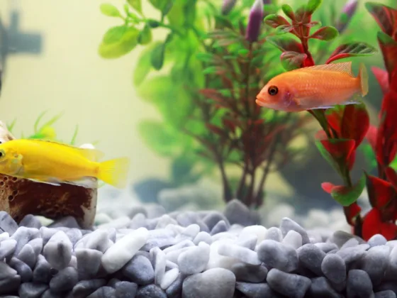 featured image - Plants for Your Pet Fish and Aquarium
