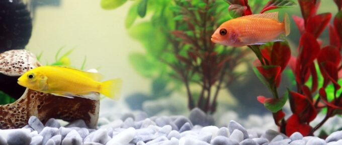 Plants for Your Pet Fish and Aquarium