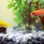 featured image - Plants for Your Pet Fish and Aquarium