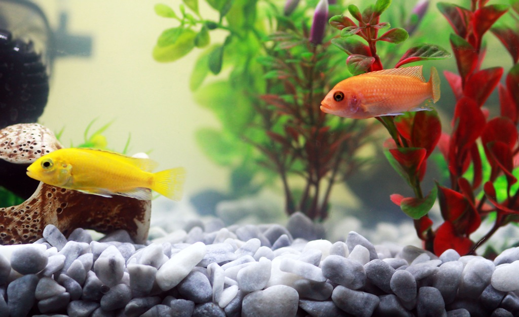 image - Plants for Your Pet Fish and Aquarium