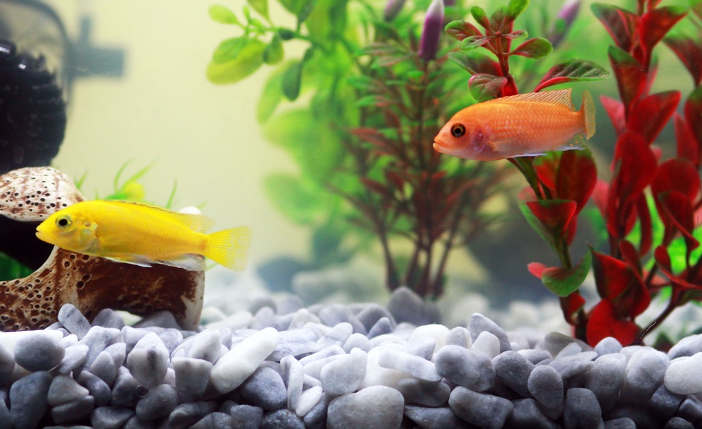 Plants for Your Pet Fish and Aquarium image - Plants for Your Pet Fish and Aquarium