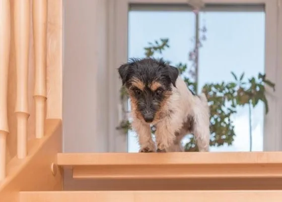 featured image - What Kind of Stair Tread Covers are Right for Your Dogs?