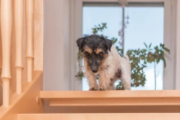 featured image - What Kind of Stair Tread Covers are Right for Your Dogs?