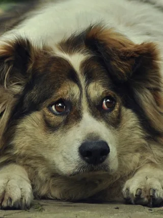 featured image - The Risks of Dog Obesity and What You Can Do to Prevent It