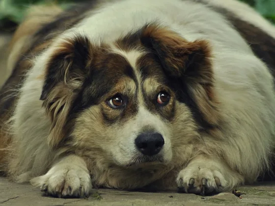 featured image - The Risks of Dog Obesity and What You Can Do to Prevent It